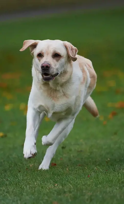 Rendcomb College dog